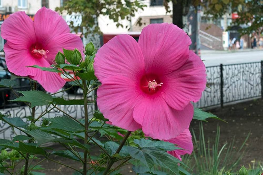 Hibiscus (flower pink gray giant) for planting in garden